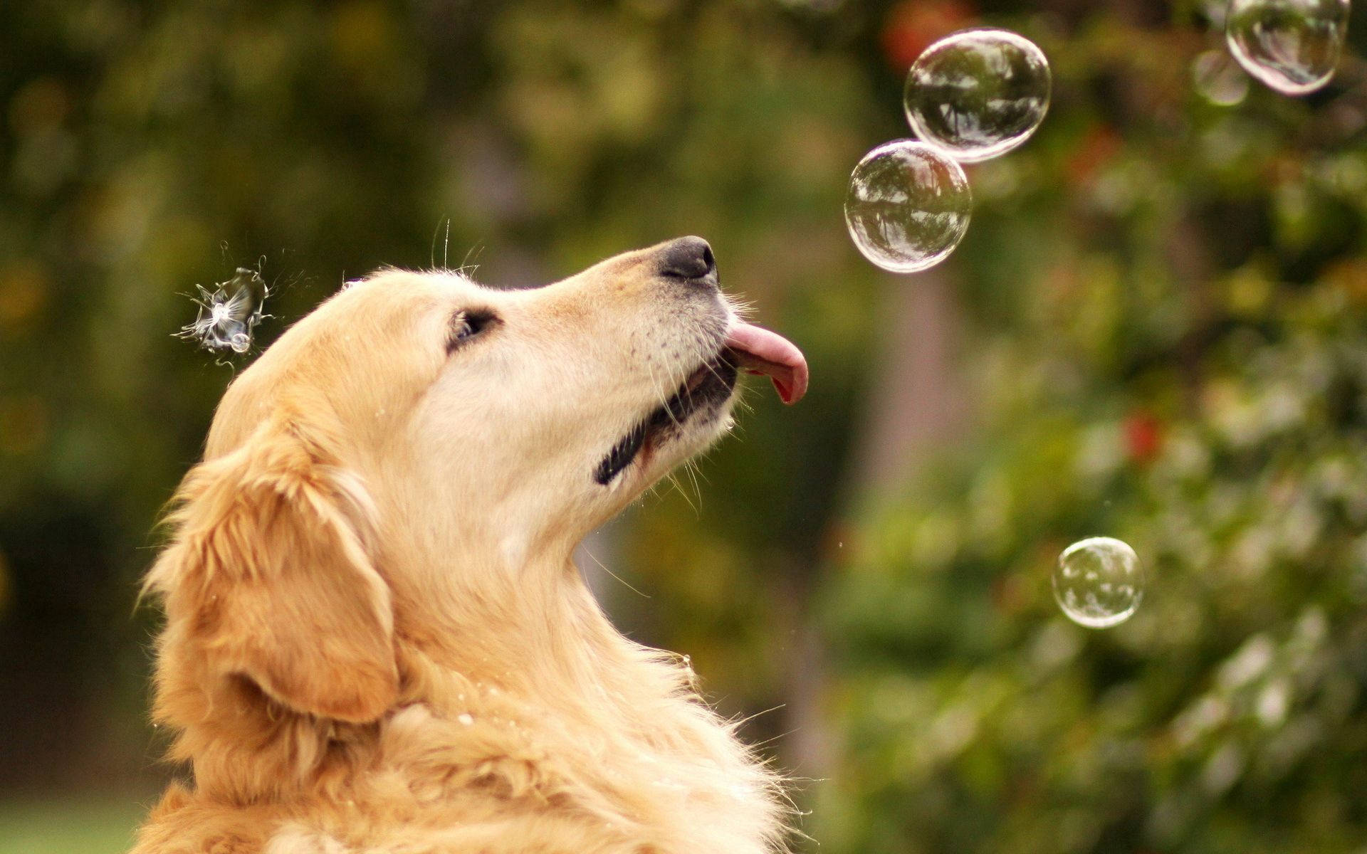 Premium &quot;This Golden Retriever loves playing with bubbles!&quot; Desktop Background