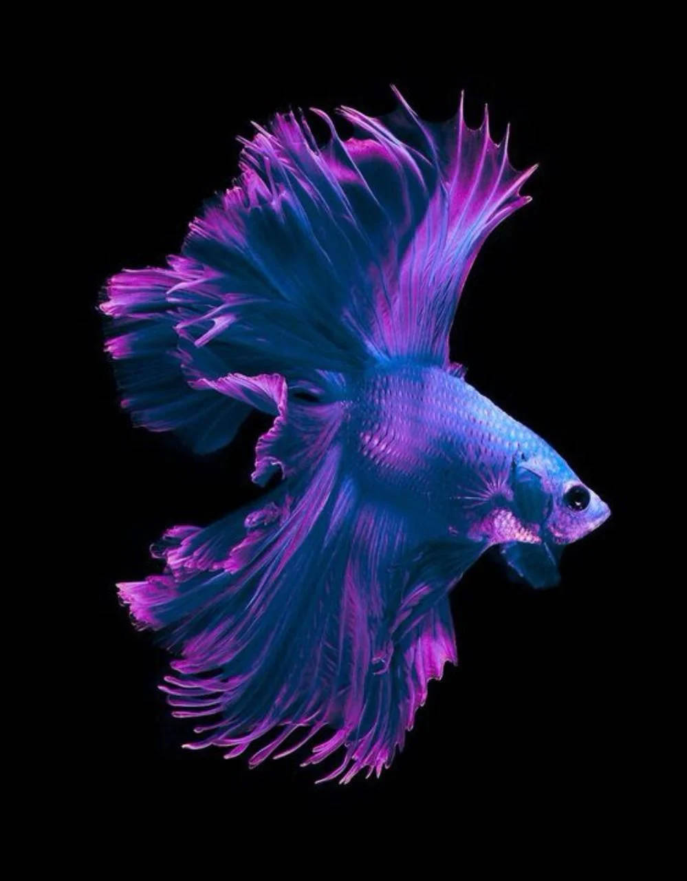 Purple Siamese Fighting Fish Iphone