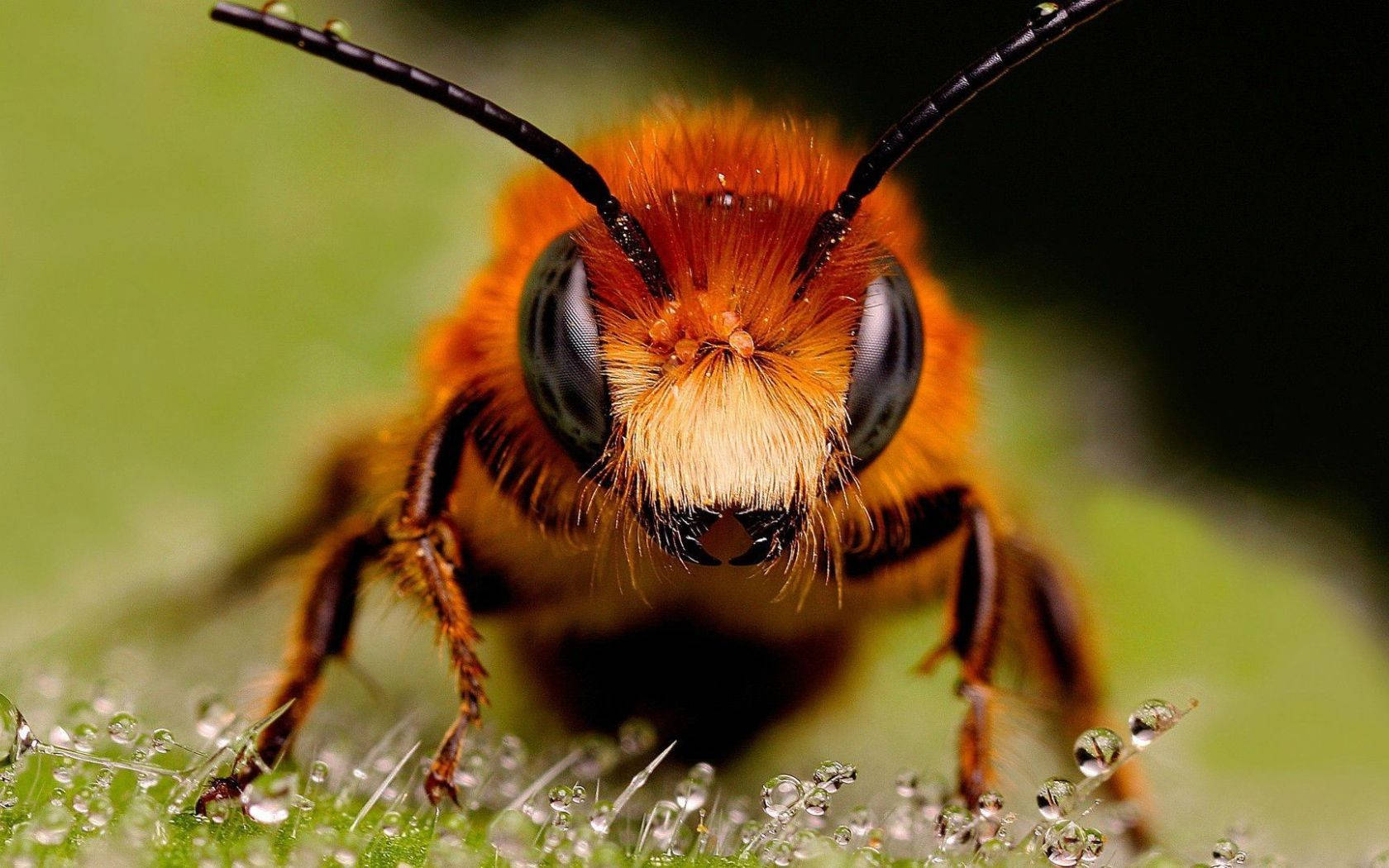 Red Bee On Dewy Surface