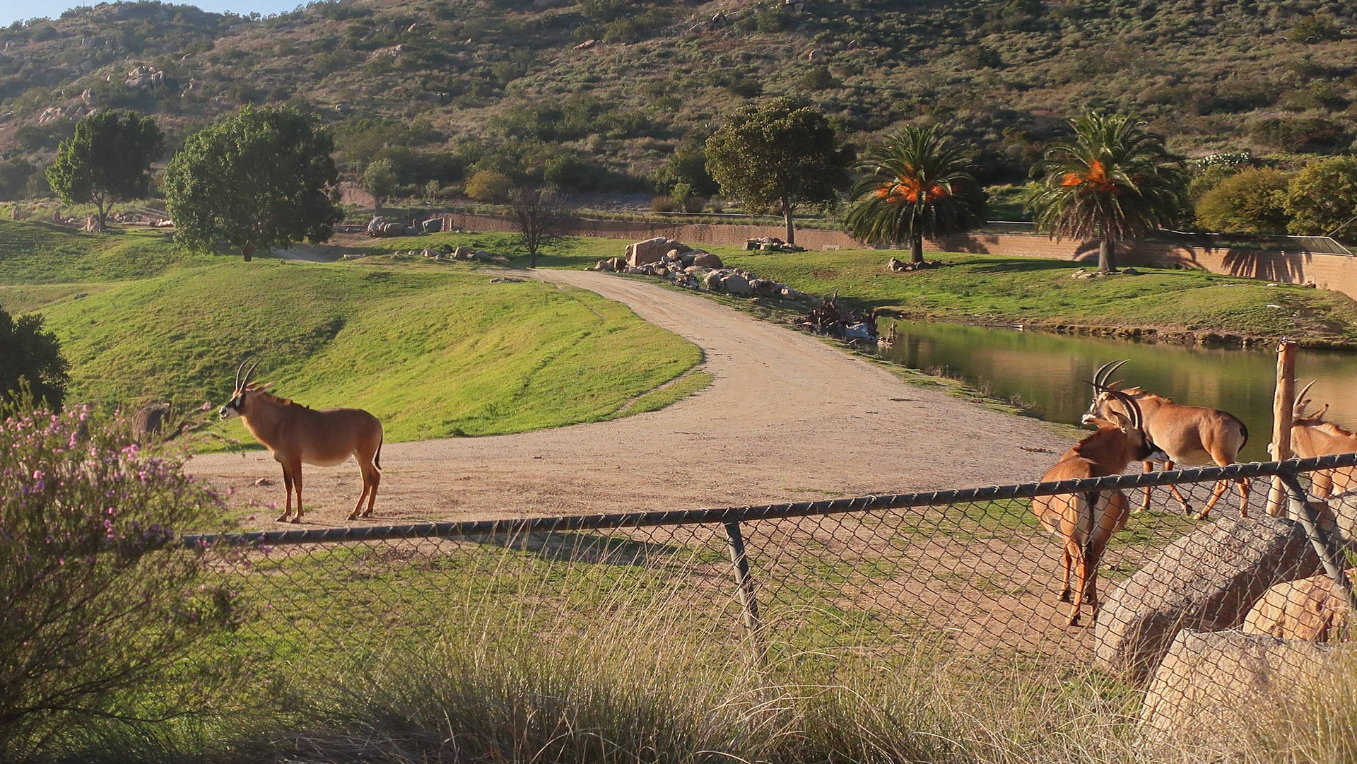San Diego Zoo Roan Antelope