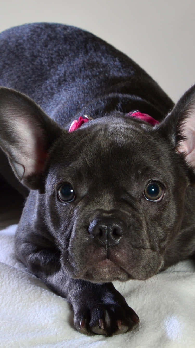 Spectacular Captivating Blue Sable French Bulldog Background Image