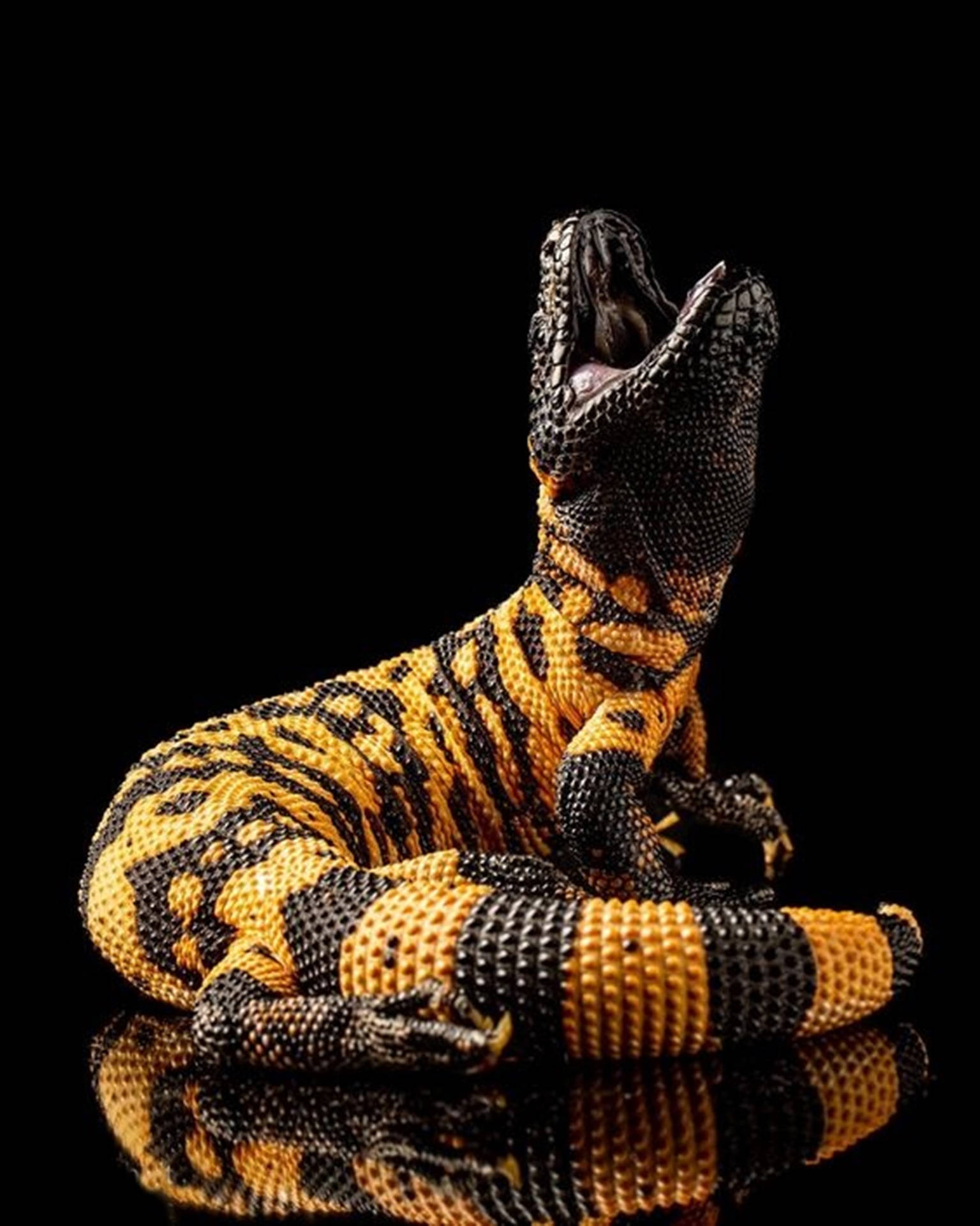 Spectacular Gila Monster Black And Yellow Roaring Background Image