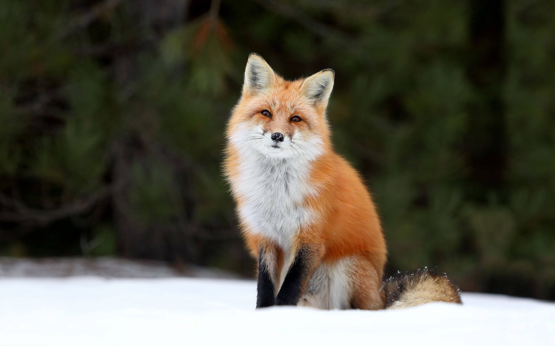 Stunning A furry red fox gazing into the distance Background