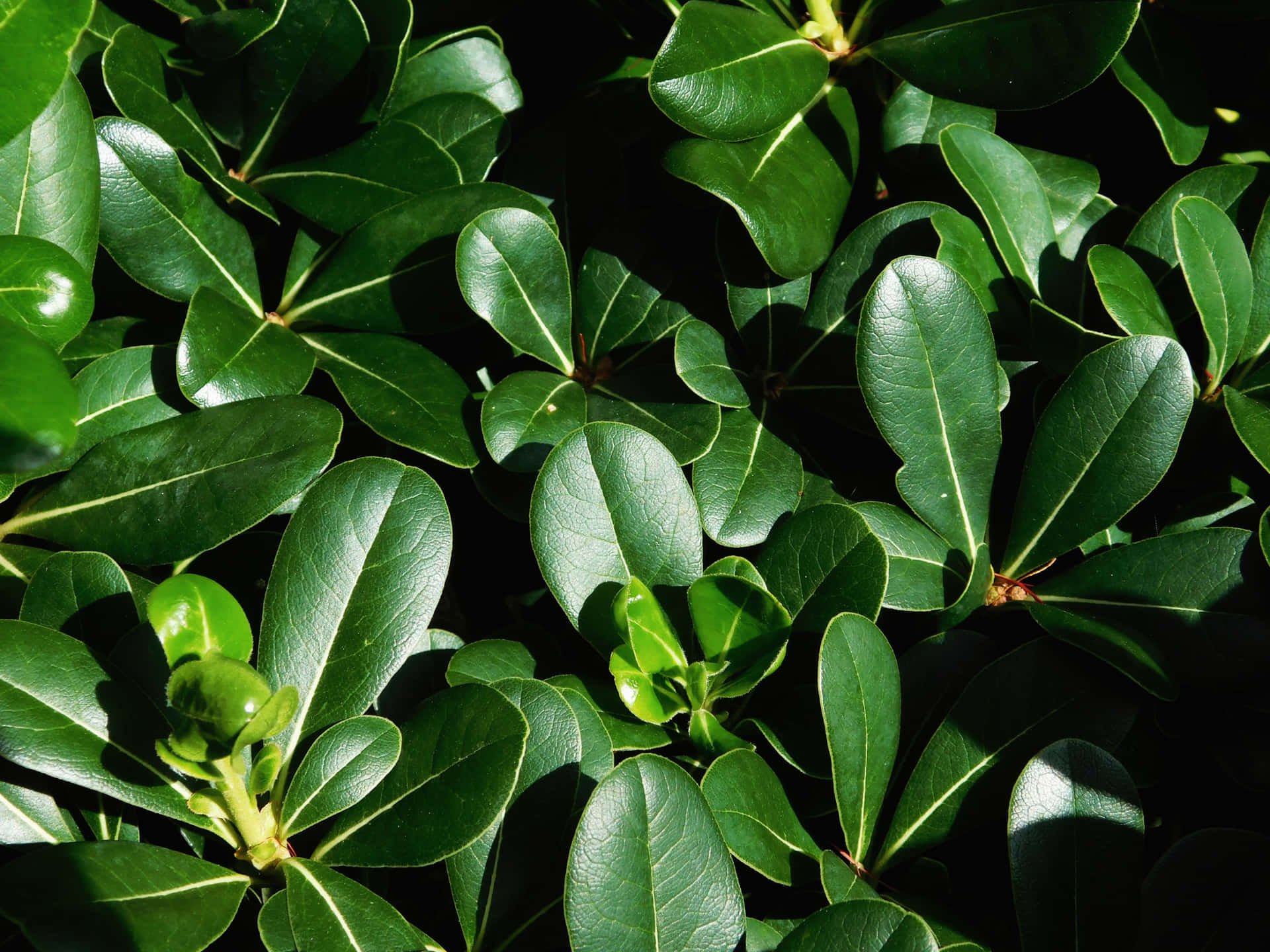 Stylish Abstract HD Wallpaper