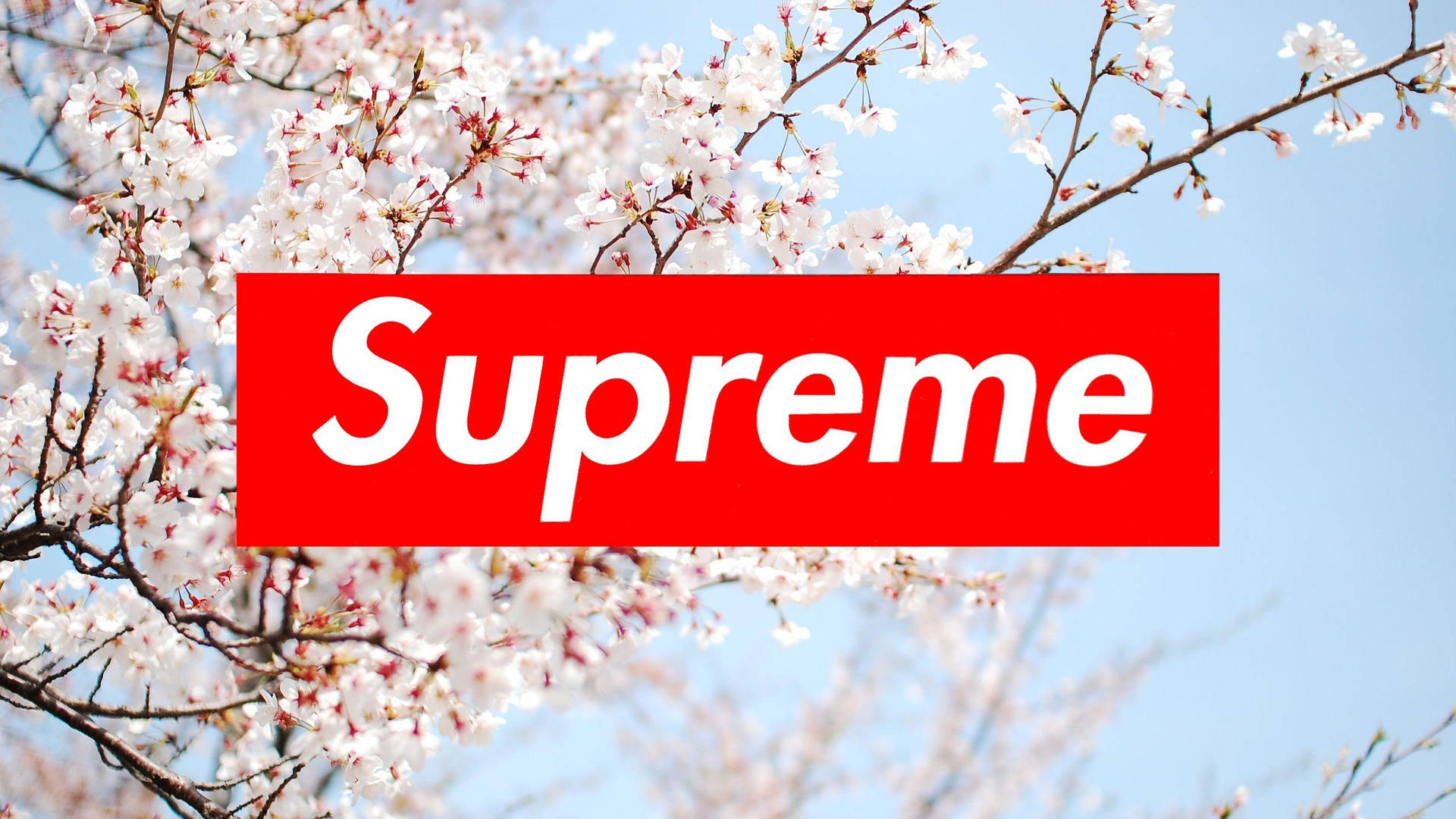 Supreme Collection #10