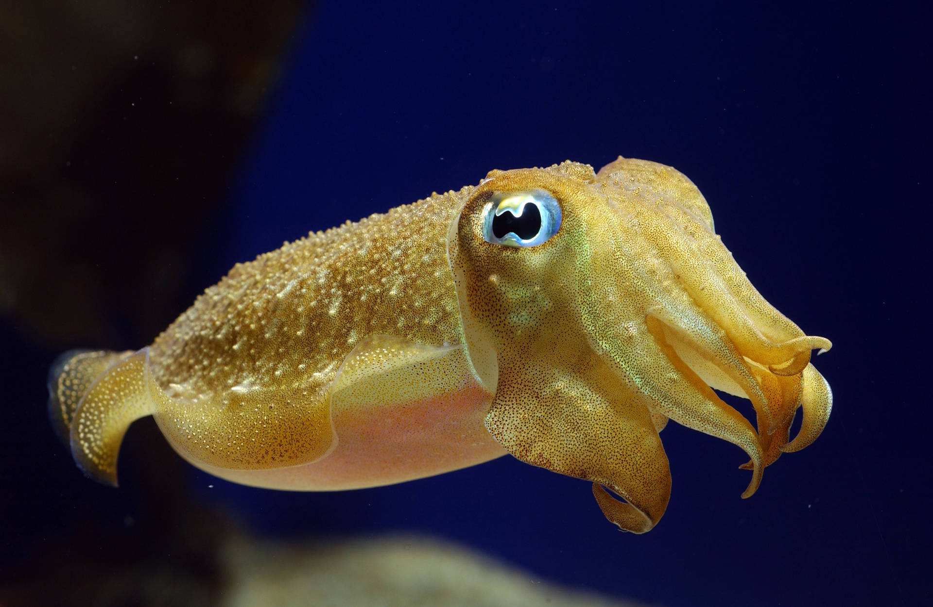 Underwater Elegance - Blue-eyed Spirulida Squid
