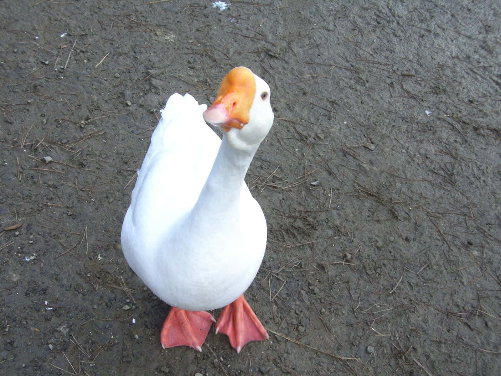 White Funny Goose Staring At Camera